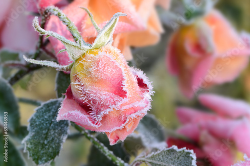 Fotoroleta natura roślina lód