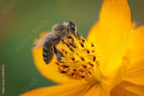 Fototapeta natura kwiat pyłek nektar życie