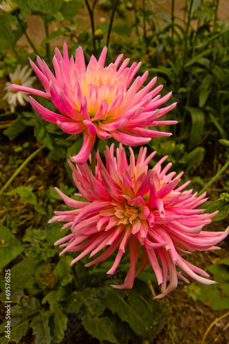 Fototapeta roślina ogród kwitnący piękny świeży