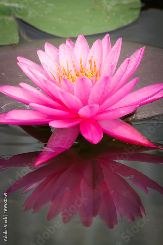 Fototapeta kwiat woda roślina ogród