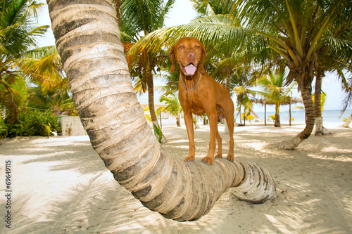 Naklejka tropikalny zwierzę plaża pies drzewa