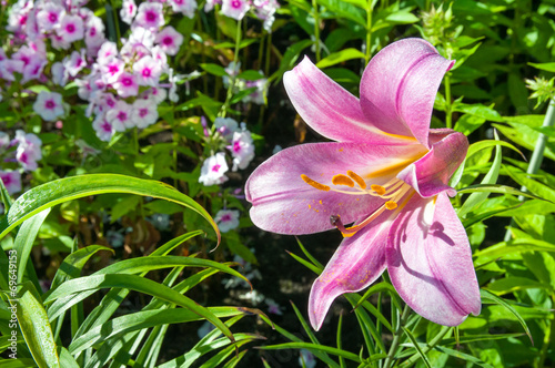 Obraz na płótnie kwiat ogród piękny