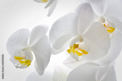 Fotoroleta tropikalny storczyk kwiat makro