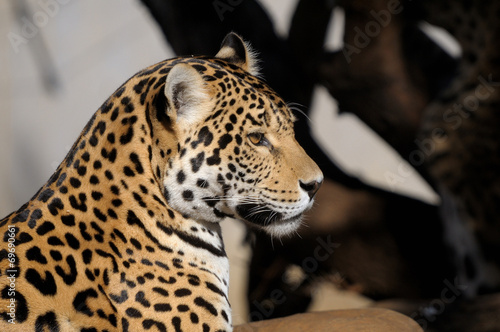 Naklejka jaguar kot zwierzę
