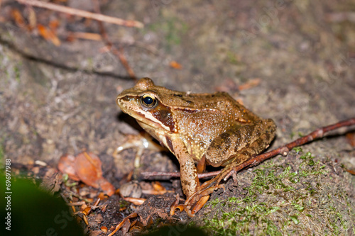Plakat żaba natura dziki zwierzę płaz