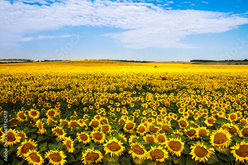 Obraz na płótnie kwiat pole lato słonecznik