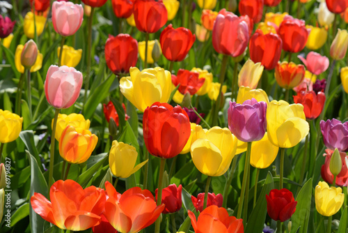 Plakat tulipan kwiat narcyz