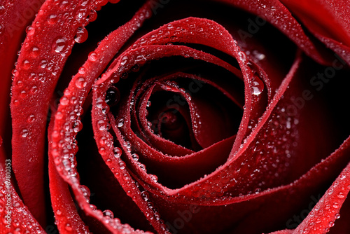 Obraz na płótnie kwitnący płatek kwiat rose zbliżenie