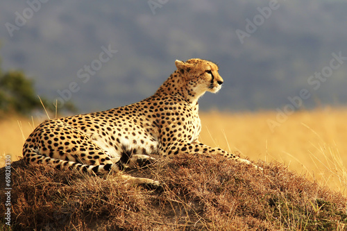Fototapeta safari kot natura zwierzę