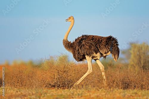 Obraz na płótnie bezdroża afryka pustynia republika południowej afryki ptak