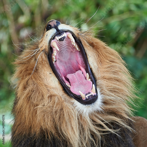 Obraz na płótnie natura lew fauna