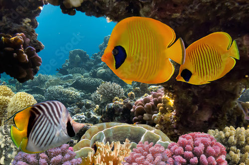 Fotoroleta karaiby zwierzę koral tropikalny egzotyczny