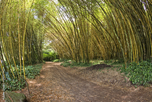 Fotoroleta bambus las ogród