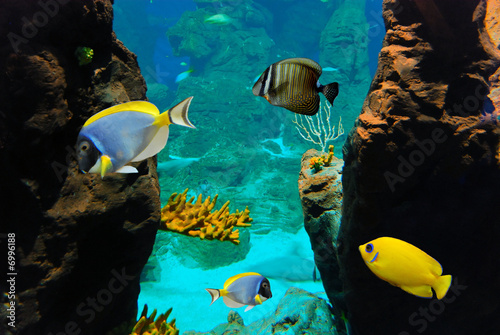 Plakat morze woda tropikalny zwierzę ryba