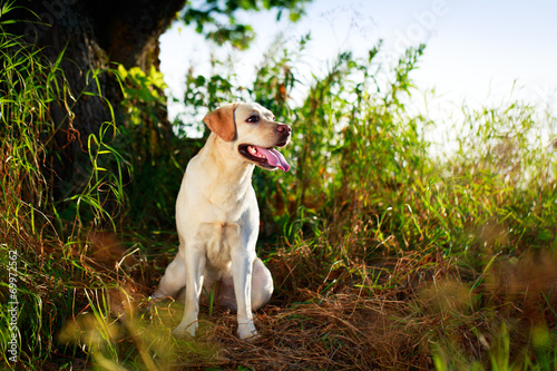 Fototapeta labrador zwierzę pies roślina