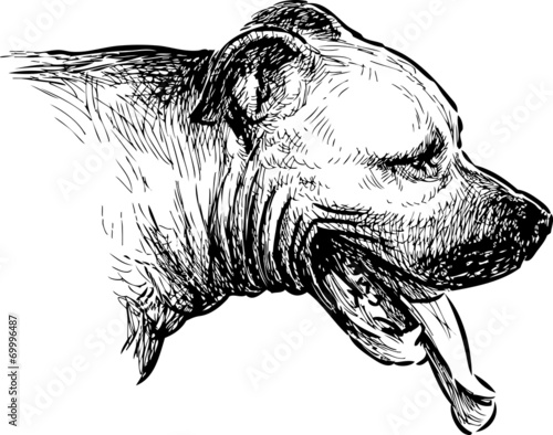 Fototapeta pies zwierzę portret ssak