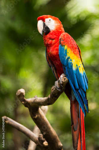 Fotoroleta dziki tropikalny meksyk