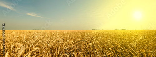 Fotoroleta lato niebo jęczmień pszenica pole