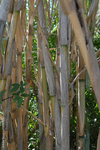 Plakat roślina bambus łodyga
