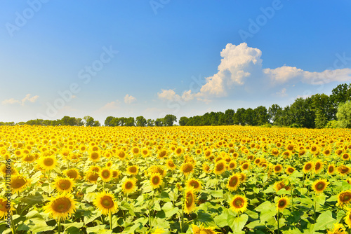 Fototapeta pole lato kwiat słonecznik natura