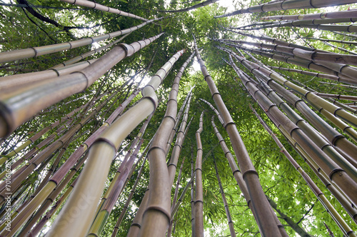 Fotoroleta tropikalny azjatycki bambus dżungla