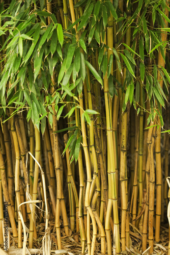 Naklejka ogród trawa bambus