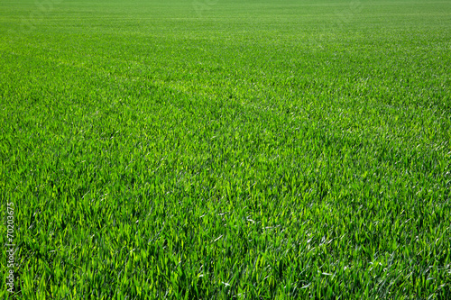Fotoroleta pejzaż rolnictwo pole łąka