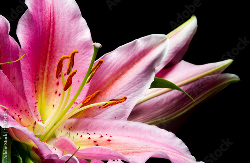 Obraz na płótnie kwiat bukiet płatki lilia 