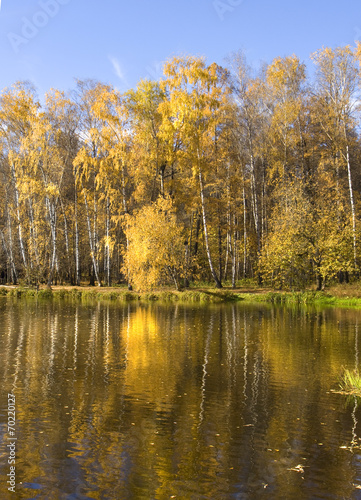 Fototapeta las jesień natura