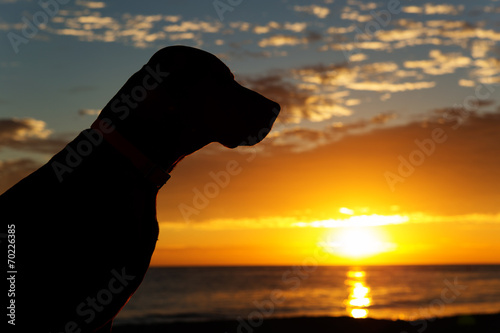 Plakat Pies o zachodzie słońca