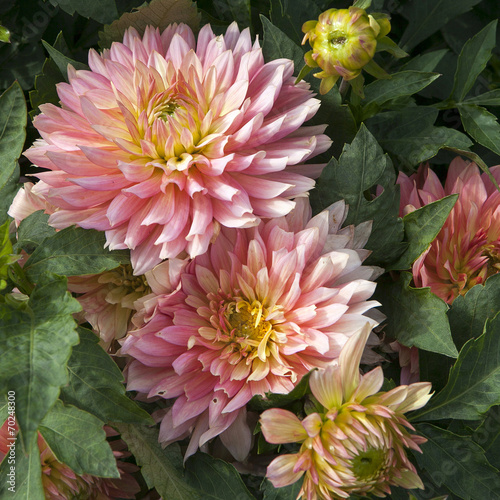 Obraz na płótnie kwiat rosa lato natura bukiet