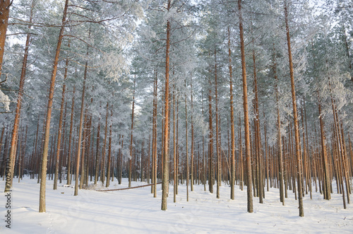 Plakat park sosna drzewa śnieg piękny
