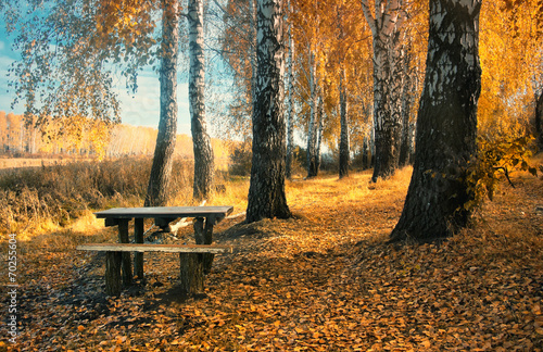 Fotoroleta trawa jesień las
