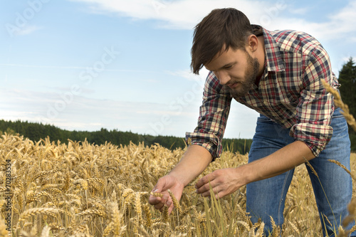 Obraz na płótnie ziarno pole zboże rolnictwo