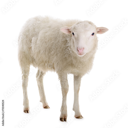Fotoroleta natura portret wiejski zwierzę owca