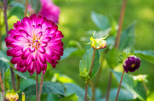 Obraz na płótnie roślina ogród kwiat