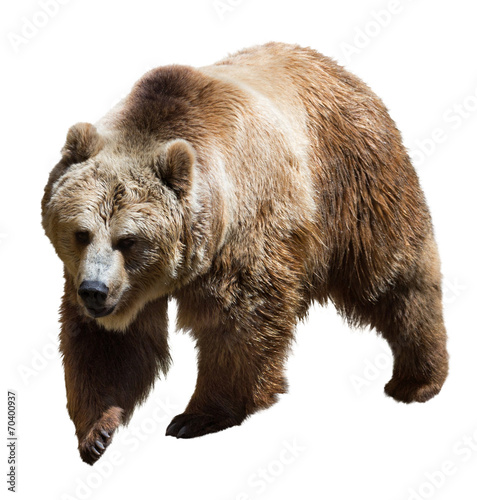 Fototapeta natura ameryka północna niedźwiedź dziki
