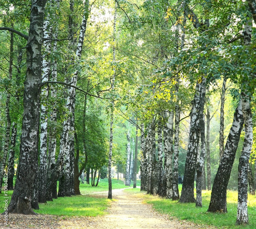 Naklejka park droga wzór drzewa brzoza