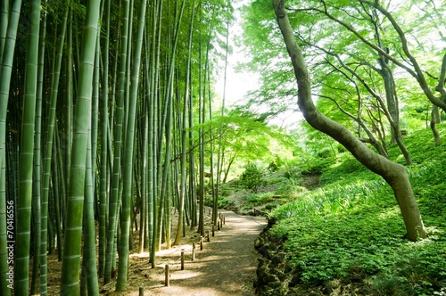 Fotoroleta japonia zen dżungla