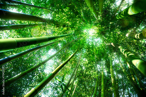 Fotoroleta roślina natura azjatycki dżungla zen