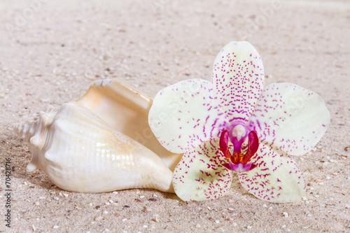 Fotoroleta ziarno zen kwiat masaż świeży