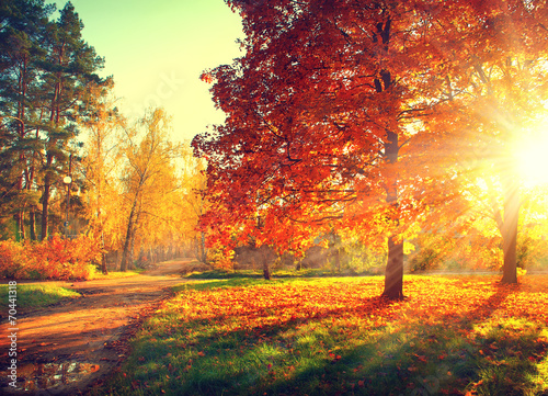 Obraz na płótnie pejzaż spokój park jesień