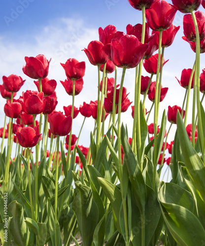 Naklejka natura tulipan ogród ładny kwiat