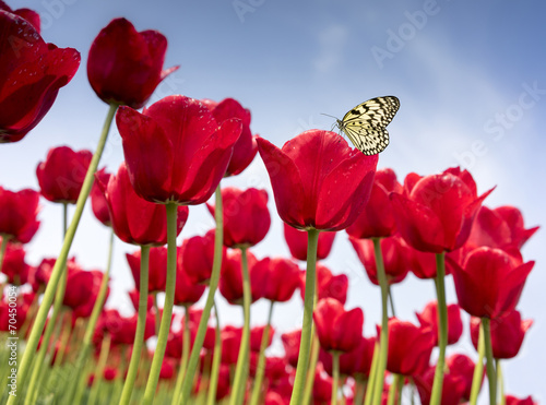 Fototapeta ogród tulipan ładny słońce