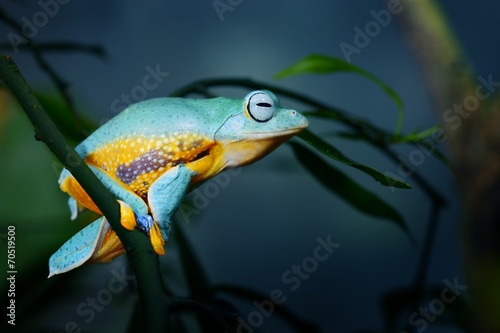 Obraz na płótnie żaba drzewa ameryka