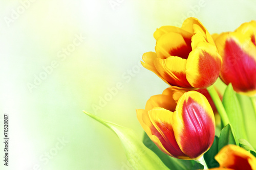Fotoroleta tulipan bukiet roślina ogród