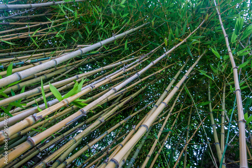Fototapeta drzewa las bambus japonia