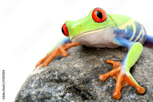 Plakat natura oko żaba zwierzę ładny