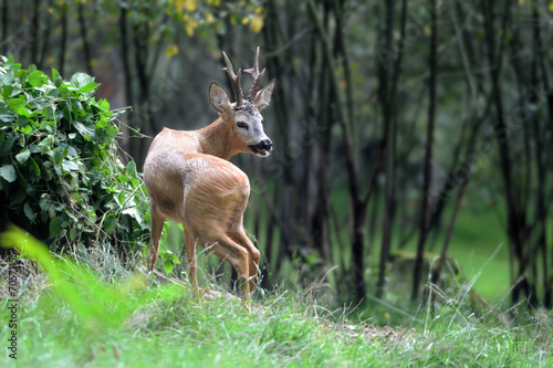 Fotoroleta fauna łąka dziki zwierzę ssak