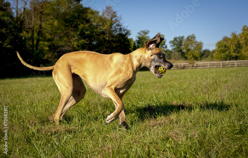 Fototapeta Pies biegnie z żółtą piłką w pysku